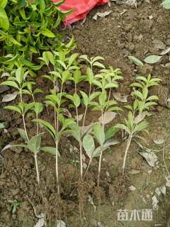 高度30厘米四季桂小苗