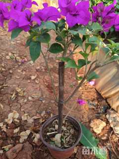 高度20厘米三角梅