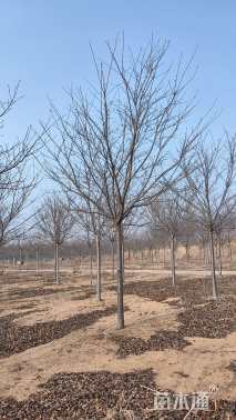 12公分高杆染井吉野樱