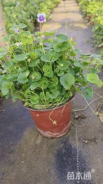 高度15厘米肾叶堇