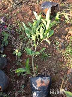 高度30厘米欧洲荚蒾