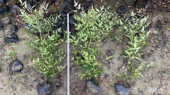 高度40厘米南天竹小苗