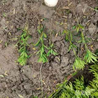 高度40厘米细叶十大功劳