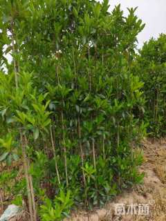 高度220厘米珊瑚树