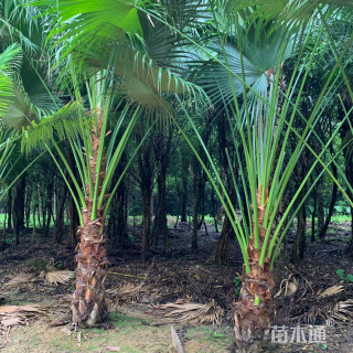裸干高100厘米蒲葵