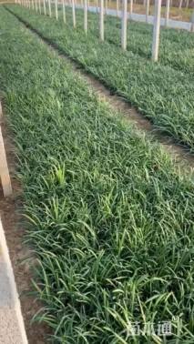 高度15厘米中叶麦冬