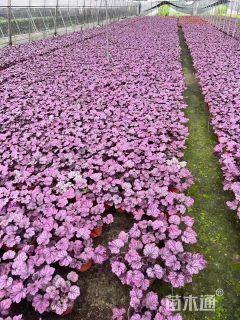 高度15厘米矾根