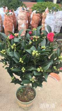高度60厘米四季茶花