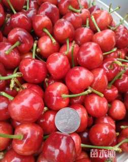 0.5公分樱桃
