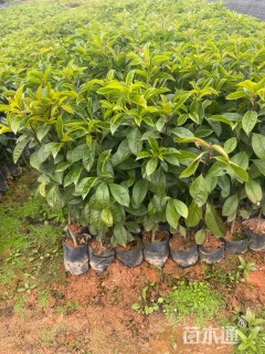高度60厘米冬青小苗