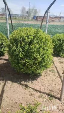 冠幅130厘米金叶女贞球