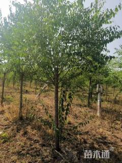 高度300厘米陕西卫矛