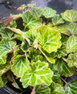 高度15厘米虎耳草