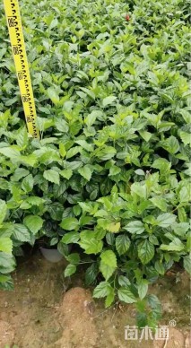 高度20厘米扶桑