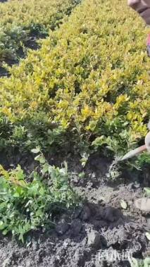 高度35厘米金森女贞