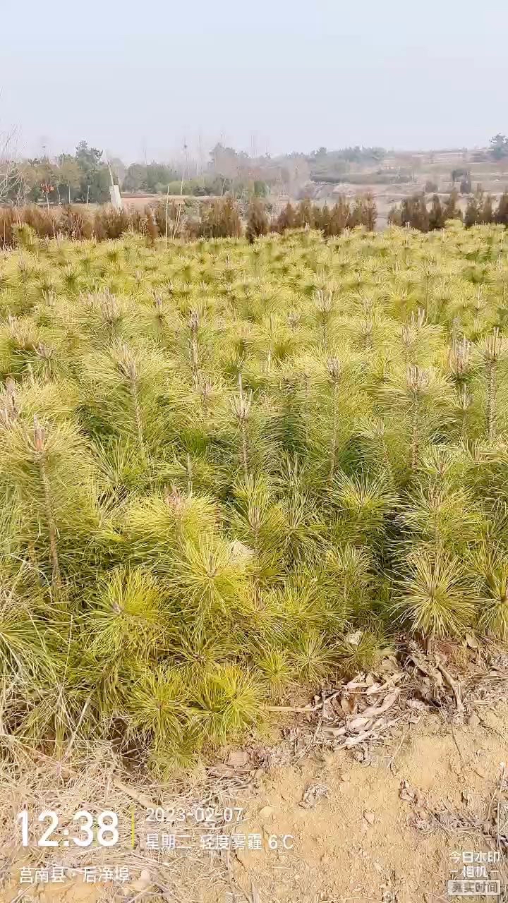 高度80厘米油松小苗