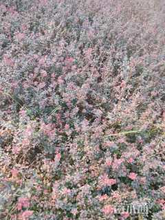 高度35厘米紫叶小檗