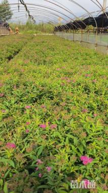 高度25厘米粉花绣线菊