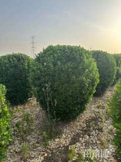 冠幅130厘米大叶黄杨球