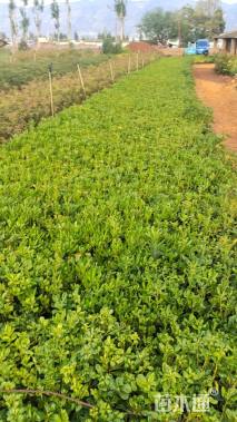 高度40厘米海桐