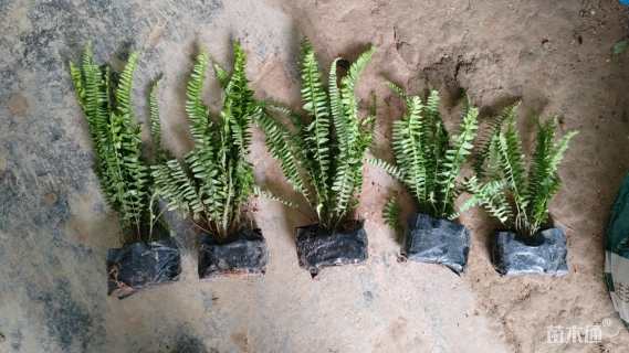 高度30厘米肾蕨