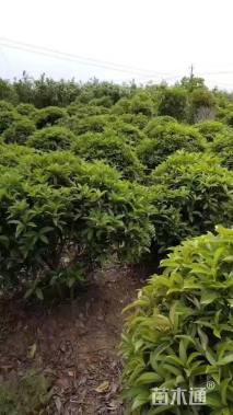 冠幅120厘米金森女贞球