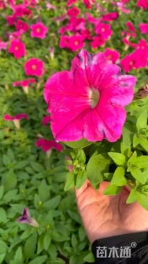 高度10厘米牵牛