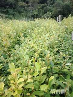 高度70厘米火力楠小苗