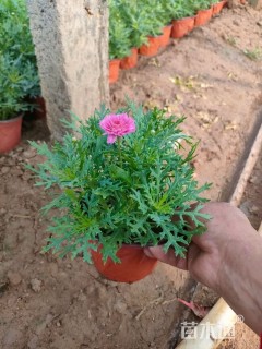 高度15厘米玛格丽特花