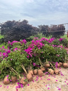 冠幅80厘米三角梅球