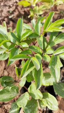 高度10厘米芍药