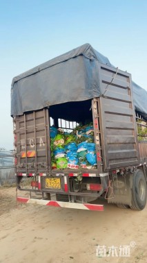 高度30厘米蓝雪花