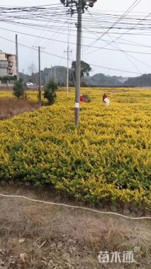 高度50厘米金森女贞