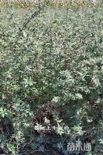 高度60厘米沙棘小苗