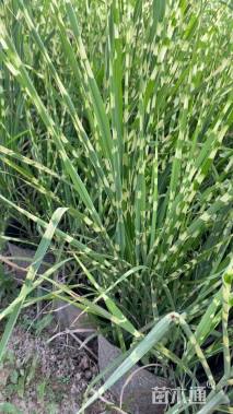 高度60厘米斑叶芒