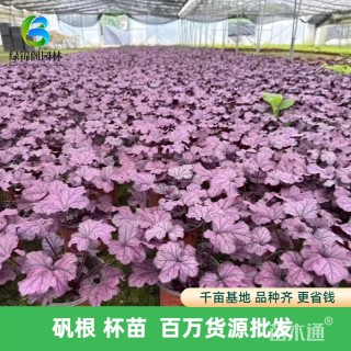 高度15厘米矾根