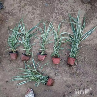 高度70厘米花叶芦竹