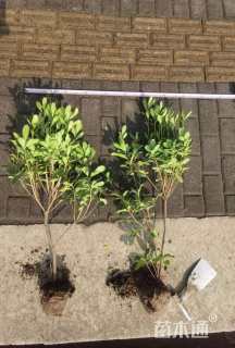 高度70厘米海桐