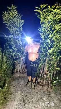 高度200厘米法国冬青