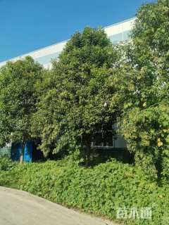 15公分大叶女贞