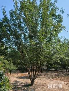 高度900厘米丛生元宝枫