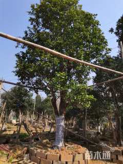 文丹树