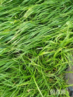 高度25厘米青绿苔草
