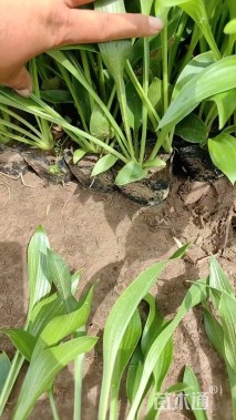 高度40厘米紫花玉簪