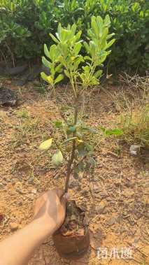 高度35厘米海桐