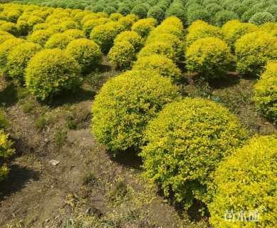 高度60厘米亮金女贞球