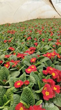 高度20厘米大花樱草