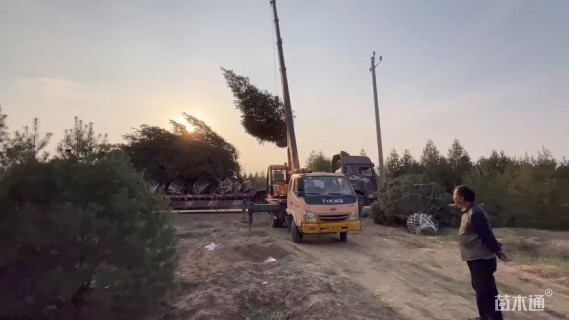 高度300厘米油松