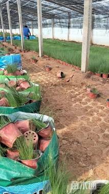 高度10厘米角堇