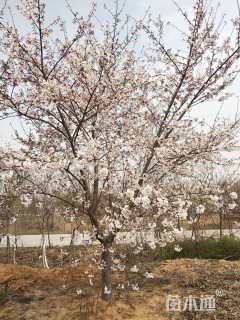 5公分高杆染井吉野樱